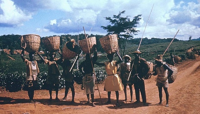 在小说中夺回非洲被盗取的历史