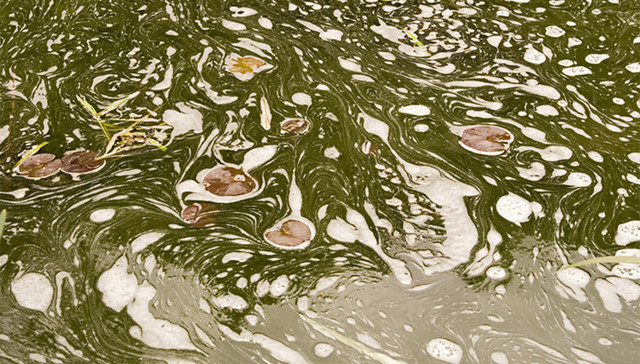 齐齐哈尔,臭水湖,污水排放