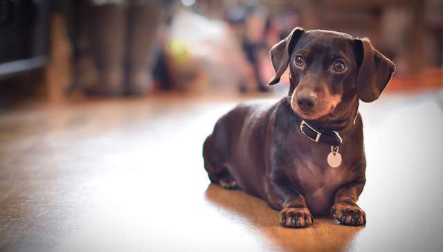 为什么20世纪最著名的艺术家都有一只腊肠犬？