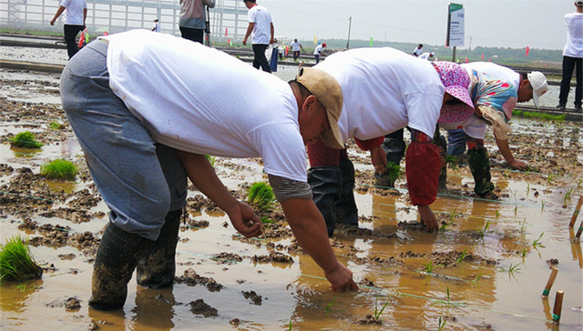 【独家】“海水稻”被指名不符实 研发团队：质疑观点还停留在早期研发阶段