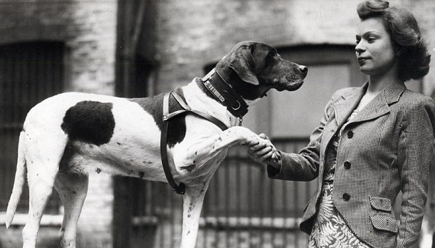 好狗朱迪：来自上海的二战英雄战犬