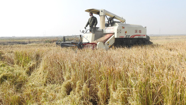 袁隆平团队迪拜沙漠海水稻获成功：将在中东及北非推广