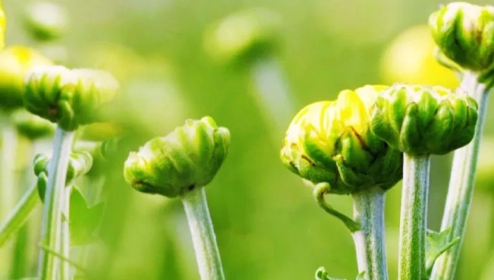 寻味顺德丨制作“菊花水蛇羹”，种花是关键