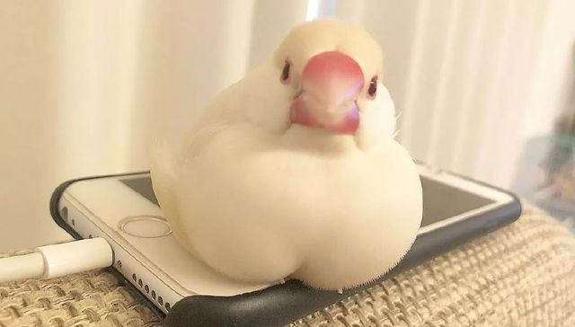 文鸟也太好吸了八