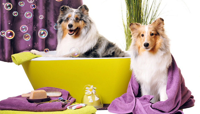 澳洲,宠物化妆品