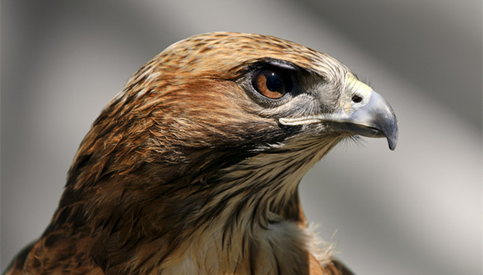 互联网,野生保护动物,宠物