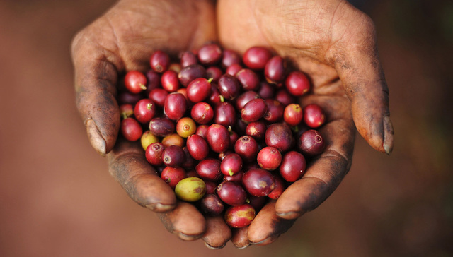 【聚焦】在南方种咖啡豆的人们