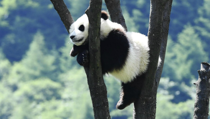 金钱豹首现大熊猫栖息地