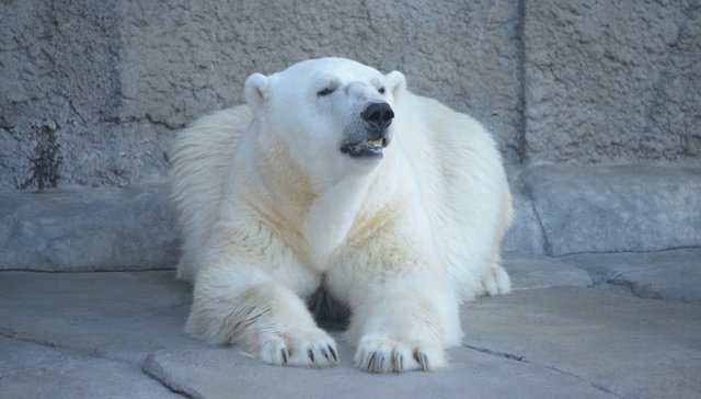 日本你到底是有多热？