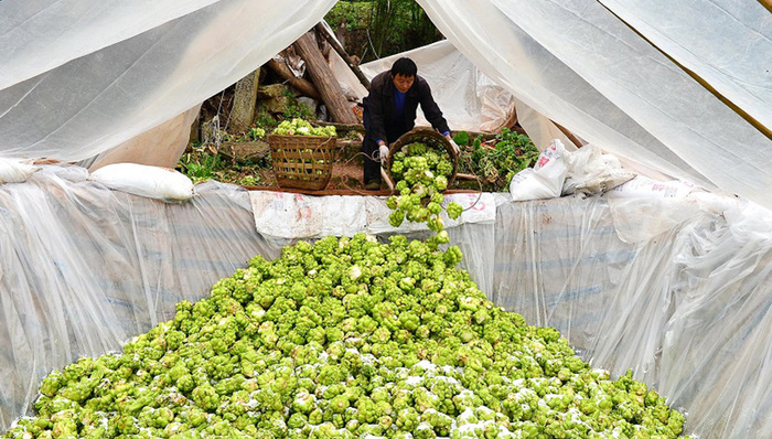 涪陵榨菜,榨菜,多元化,收购