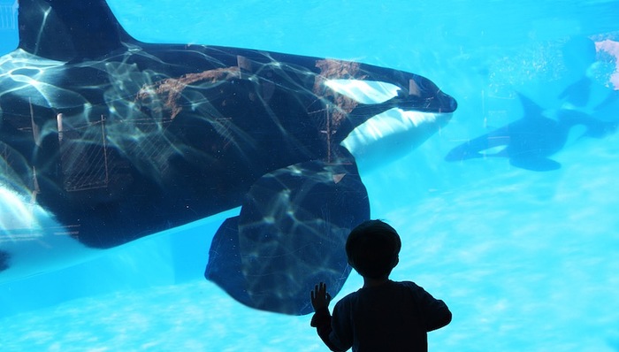 上海海昌海洋公园,票价,公布,平日票3,高峰日