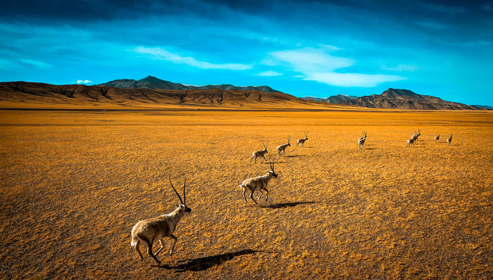 榆林,医疗垃圾,贵州,梵净山,茶卡盐湖