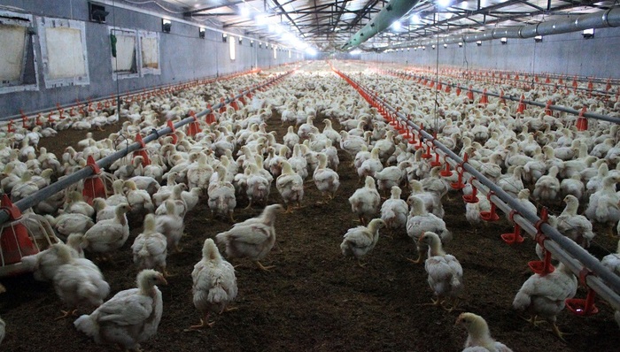 圣农发展,半年,业绩