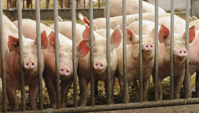 沈北新区,非洲猪瘟,疫情