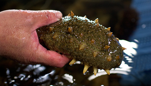 涨停,獐子岛,海参养殖,回捕率,逆势,底播,辽宁日报,证券报,绝收,供给因素