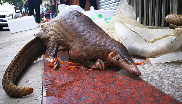 穿山甲,广西林业厅,绿发会