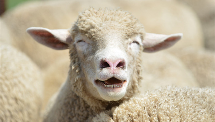 黑龙江,桦南县,羊炭疽疫情