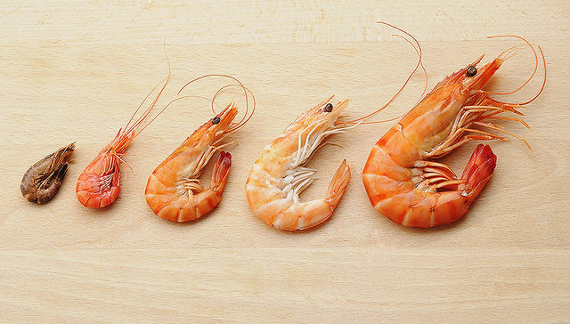 对虾龙头国联水产上半年业绩翻倍增长 阿里京东永辉帮大忙