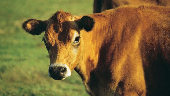 牛炭疽,疫情封锁令,科尔沁区