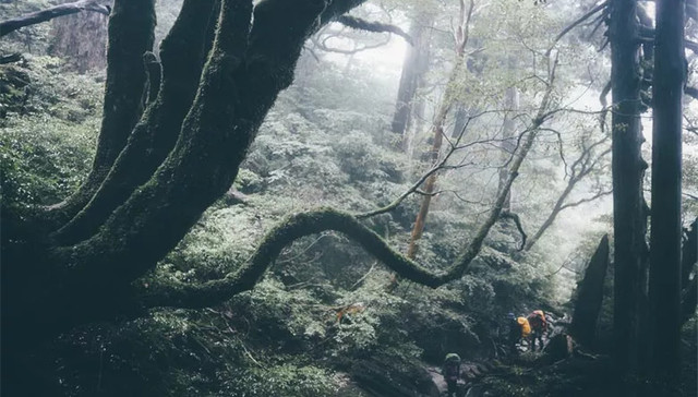 比舒淇还好看的，是《一出好戏》里的屋久岛绝景