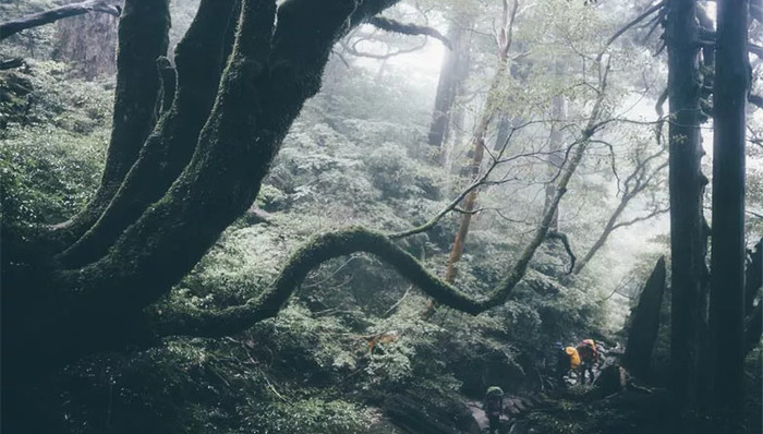比舒淇还好看的，是《一出好戏》里的屋久岛绝景