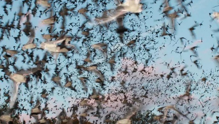 蝙蝠侠,动物保护,新书