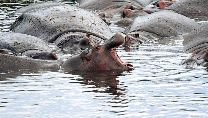 天下故事,非洲社会