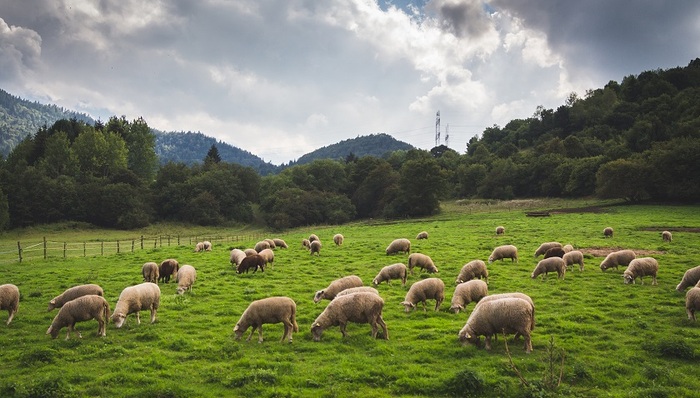 炭疽疫情,动物检疫,健康教育