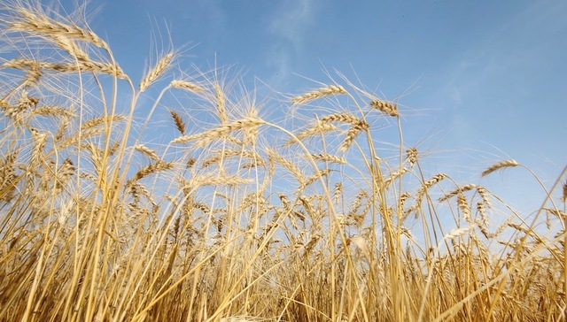 全国小麦主产区收购锐减1/3 农户普遍惜售