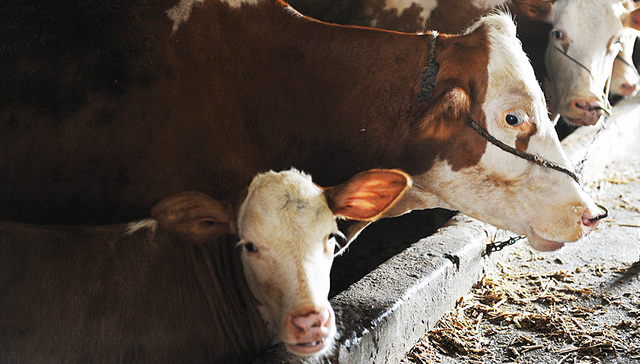 【界面晚报】内蒙古疑似牛炭疽疫情病例增至16人 国务院任命朱鹤新为央行副行长