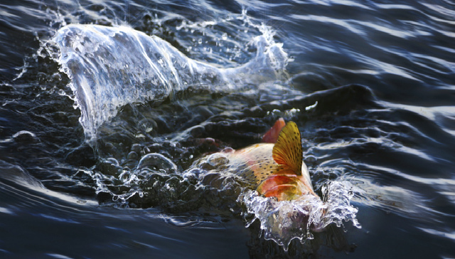 虹鳟鱼,三文鱼,青海,中国水产流通与加工协会,团体标准