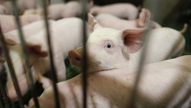 畜牧,兽医局,工作建议,防治工作,督导组,防治措施,非洲猪瘟排查工作方案,非洲猪瘟监测采样方案,非洲