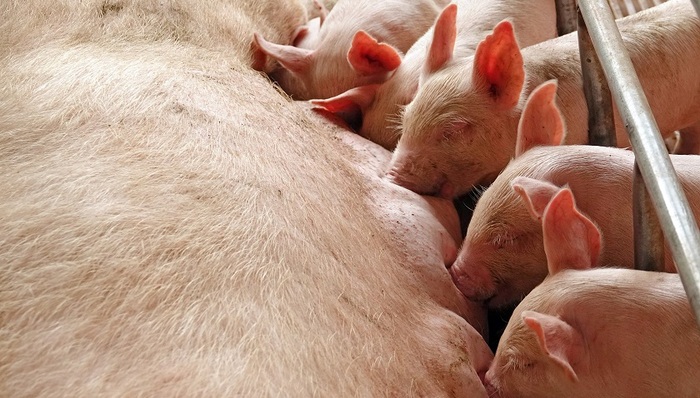 温氏股份,生猪价格,盈利预期