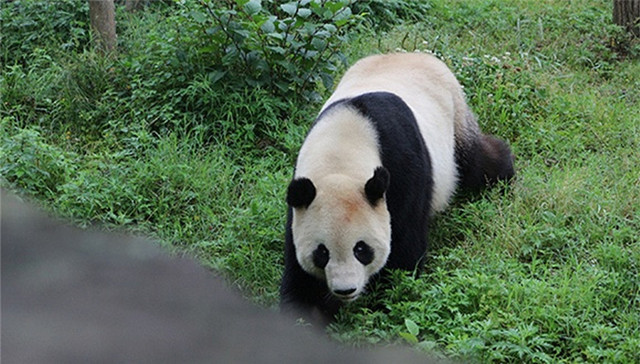 大熊猫,野生圈养