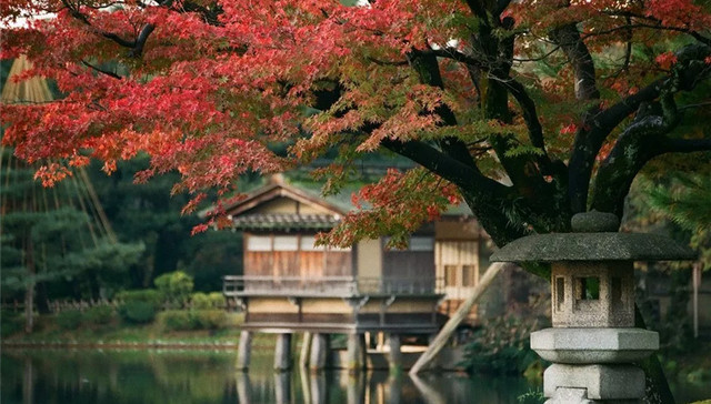 日本 | 一期一会红叶季 阴翳之美遇上缱绻秋意