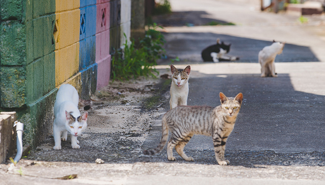 猫岛,日本,男木岛,佐柳岛