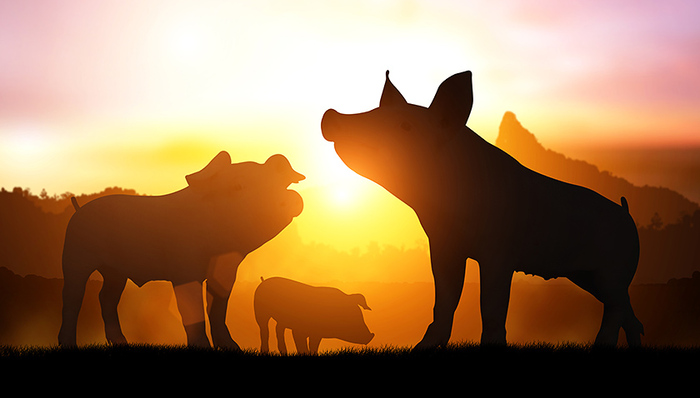 非洲猪瘟,扑杀,应激性反应,冯永辉,育肥猪,母猪,补栏,慢性感染,猪价,病例