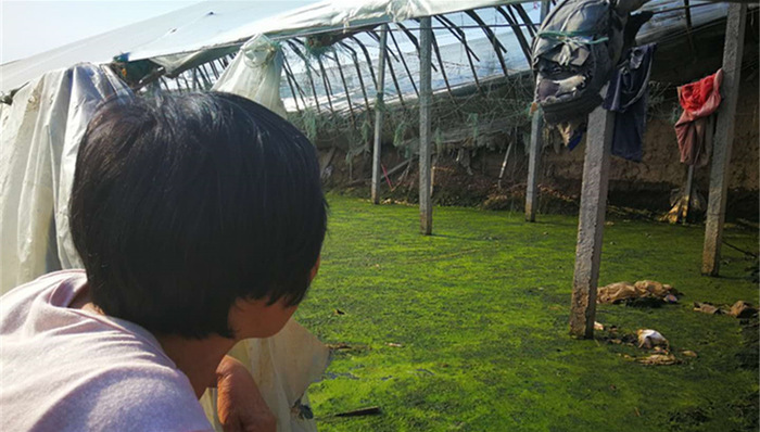 山东寿光,洪灾,蔬菜大棚