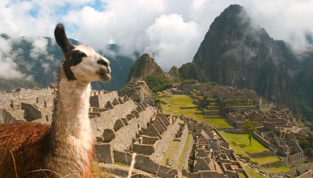 想找世界上最时髦的帽子，可以去秘鲁安第斯山脉附近转一转