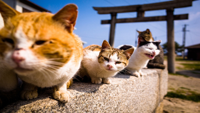 这儿有一份工作：可以在美丽的希腊岛屿上撸猫