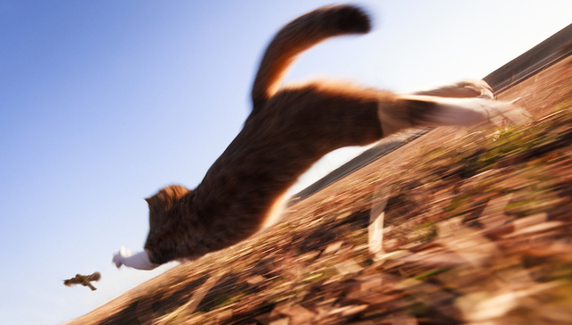 【天下奇闻】特朗普批谷歌首页都是奥巴马演讲 新西兰村庄禁养猫：虫鸟都快没了