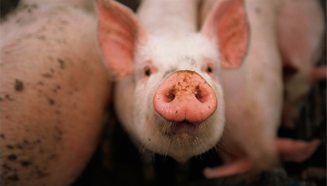 【图解】非洲猪瘟疫情总体可控 农业农村部强调对人没有危害