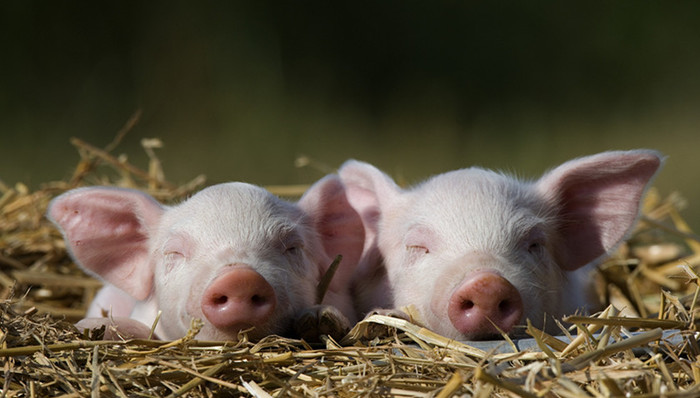 农业农村部,非洲猪瘟,佳木斯,凤阳