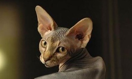 无毛猫是一个骗局