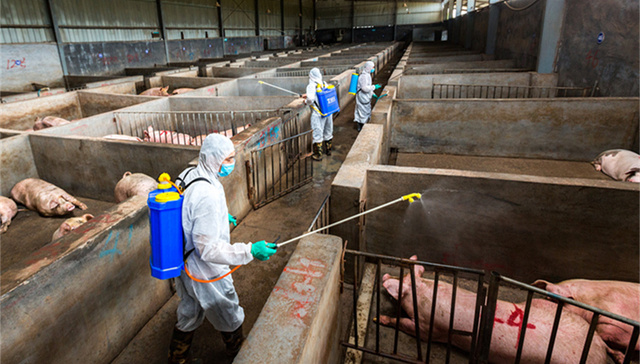 非洲猪瘟,安徽疫情,养猪场