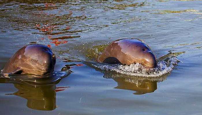 【特写】拯救江豚