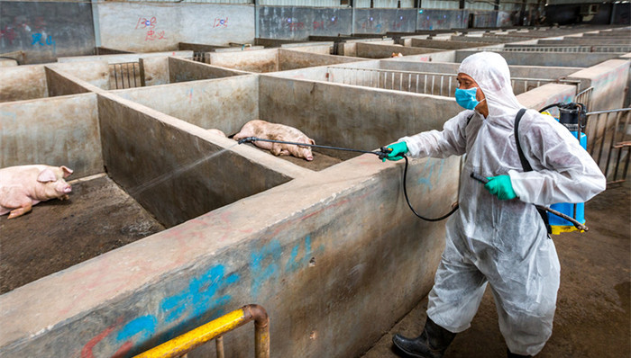 非洲猪瘟,可控,农业农村部