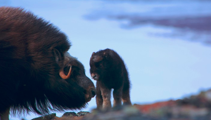 严肃对话,科学新知,野生动物保护