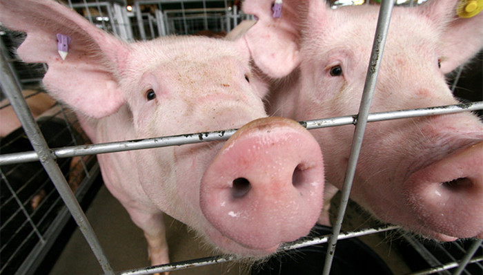 农业农村部,锡林郭勒盟,非洲猪瘟