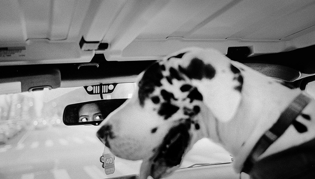 在纽约养一条大丹犬